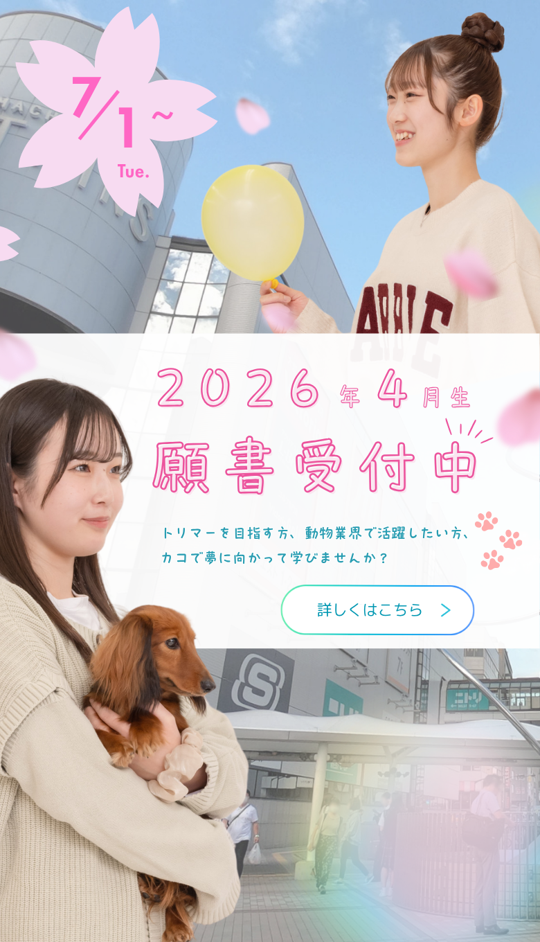 願書受付中　トリマーを目指す方　動物業界で活躍したい方
