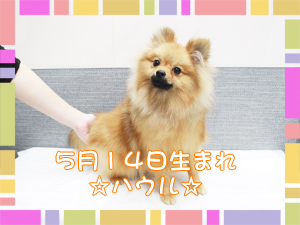 カコトリミングスクールの動物看護科1年生が検査実習で検体の作り方などを学びました