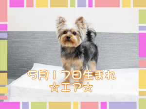 カコトリミングスクールの動物看護科1年生が検査実習で検体の作り方などを学びました