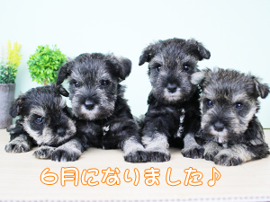 ６月になりました！