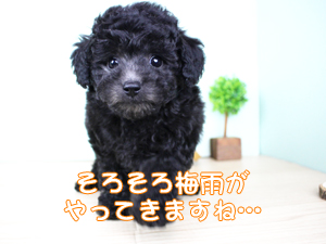 カコトリミングスクールの動物看護科1年生が検査実習で検体の作り方などを学びました