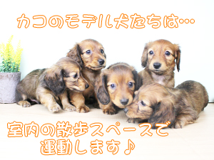カコトリミングスクールの動物看護科1年生が検査実習で検体の作り方などを学びました
