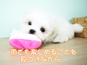 カコトリミングスクールの動物看護科1年生が検査実習で検体の作り方などを学びました
