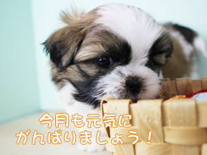 カコトリミングスクールの動物看護科1年生が検査実習で検体の作り方などを学びました