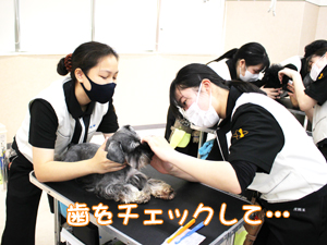カコトリミングスクールでは歯磨きの方法を学ぶためにモデル犬たちに歯磨きをして犬のケアをしながら技術習得しています