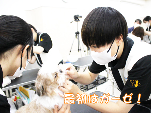 カコトリミングスクールでは歯磨きの方法を学ぶためにモデル犬たちに歯磨きをして犬のケアをしながら技術習得しています