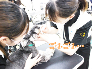 カコトリミングスクールでは歯磨きの方法を学ぶためにモデル犬たちに歯磨きをして犬のケアをしながら技術習得しています