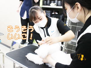 カコトリミングスクールでは歯磨きの方法を学ぶためにモデル犬たちに歯磨きをして犬のケアをしながら技術習得しています