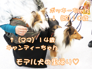 モデル犬の里帰り♡~キャンディーちゃん・ポッキーちゃん親子編~
