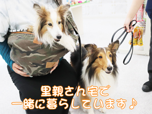カコトリミングスクールのモデル犬は5歳までに里親を探して一般家庭に行きますが今回は里親さんと一緒に遊びに来てくれました