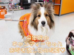 カコトリミングスクールのモデル犬は5歳までに里親を探して一般家庭に行きますが今回は里親さんと一緒に遊びに来てくれました