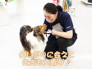 カコトリミングスクールのモデル犬は5歳までに里親を探して一般家庭に行きますが今回は里親さんと一緒に遊びに来てくれました