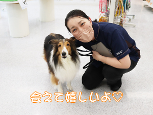 カコトリミングスクールのモデル犬は5歳までに里親を探して一般家庭に行きますが今回は里親さんと一緒に遊びに来てくれました