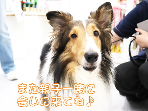 カコトリミングスクールのモデル犬は5歳までに里親を探して一般家庭に行きますが今回は里親さんと一緒に遊びに来てくれました