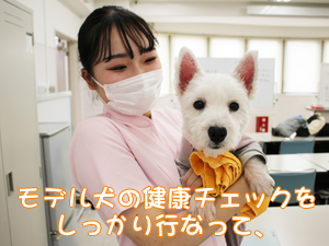 カコトリミングスクールの動物看護科2年生が歯石除去手術の実習を行い校内のモデル犬のケアをしました
