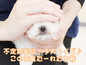 今日は子犬の犬種当てクイズ♪