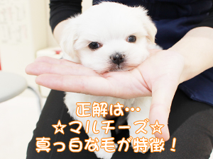 カコで生まれた子犬の犬種クイズです