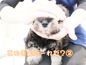 カコで生まれた子犬の犬種クイズです