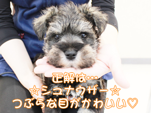 カコで生まれた子犬の犬種クイズです