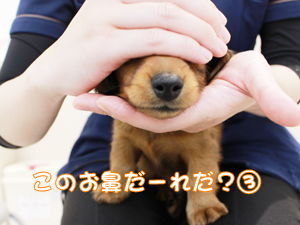 カコで生まれた子犬の犬種クイズです