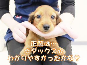 カコで生まれた子犬の犬種クイズです