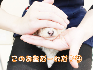 カコで生まれた子犬の犬種クイズです