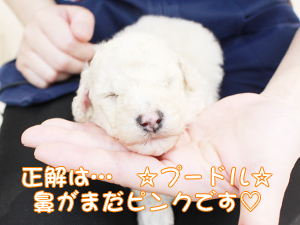 カコで生まれた子犬の犬種クイズです