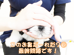 カコで生まれた子犬の犬種クイズです