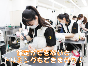 カコトリミングスクールではプロトリマーになるための基礎トレーニングをしっかり学んでいます