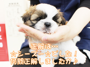 カコで生まれた子犬の犬種クイズです