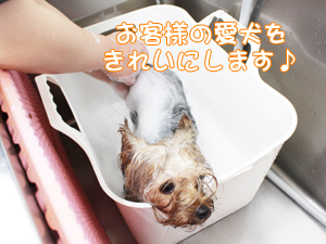 カコトリミングスクールのトリマー科2年生は近隣のお客様の愛犬をご要望通りにトリミングしています