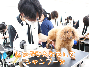 カコトリミングスクールのトリマー科2年生は近隣のお客様の愛犬をご要望通りにトリミングしています