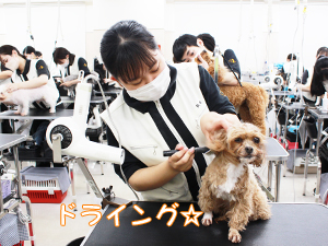 カコトリミングスクールのトリマー科2年生は近隣のお客様の愛犬をご要望通りにトリミングしています