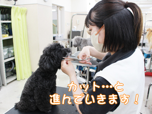 カコトリミングスクールのトリマー科2年生は近隣のお客様の愛犬をご要望通りにトリミングしています