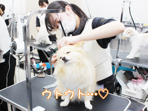 カコトリミングスクールのトリマー科2年生は近隣のお客様の愛犬をご要望通りにトリミングしています