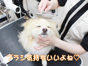 カコトリミングスクールのトリマー科2年生は近隣のお客様の愛犬をご要望通りにトリミングしています