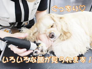 カコトリミングスクールのトリマー科2年生は近隣のお客様の愛犬をご要望通りにトリミングしています