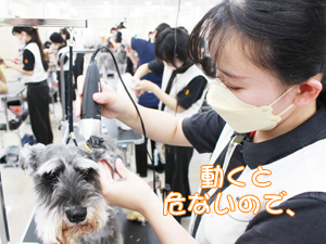 カコトリミングスクールのトリマー科2年生は近隣のお客様の愛犬をご要望通りにトリミングしています