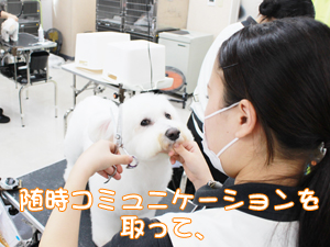カコトリミングスクールのトリマー科2年生は近隣のお客様の愛犬をご要望通りにトリミングしています