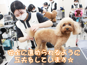 カコトリミングスクールのトリマー科2年生は近隣のお客様の愛犬をご要望通りにトリミングしています