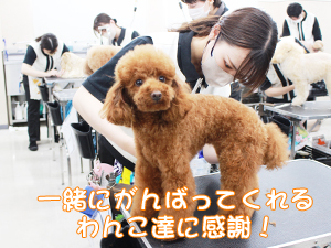 カコトリミングスクールのトリマー科2年生は近隣のお客様の愛犬をご要望通りにトリミングしています