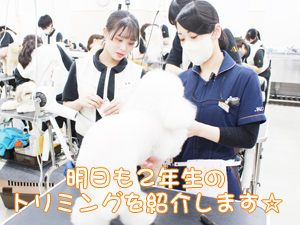 カコトリミングスクールのトリマー科2年生は近隣のお客様の愛犬をご要望通りにトリミングしています