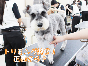 カコトリミングスクールのトリマー科2年生は近隣のお客様の愛犬をご要望通りにトリミングしています
