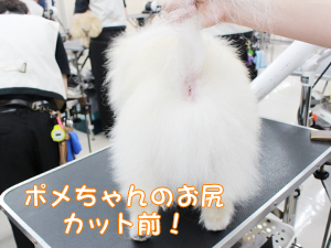 カコトリミングスクールのトリマー科2年生は近隣のお客様の愛犬をご要望通りにトリミングしています