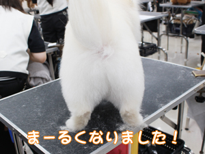 カコトリミングスクールのトリマー科2年生は近隣のお客様の愛犬をご要望通りにトリミングしています
