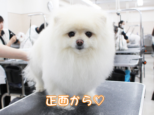 カコトリミングスクールのトリマー科2年生は近隣のお客様の愛犬をご要望通りにトリミングしています