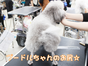 カコトリミングスクールのトリマー科2年生は近隣のお客様の愛犬をご要望通りにトリミングしています