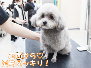 カコトリミングスクールのトリマー科2年生は近隣のお客様の愛犬をご要望通りにトリミングしています