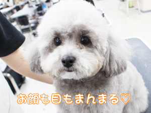 カコトリミングスクールのトリマー科2年生は近隣のお客様の愛犬をご要望通りにトリミングしています