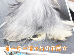 カコトリミングスクールのトリマー科2年生は近隣のお客様の愛犬をご要望通りにトリミングしています